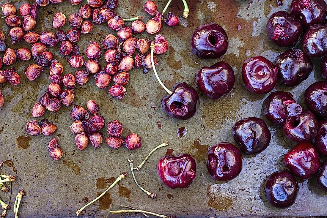 UK Man Hospitalized for Cyanide Poisoning After Consuming Cherry Pits