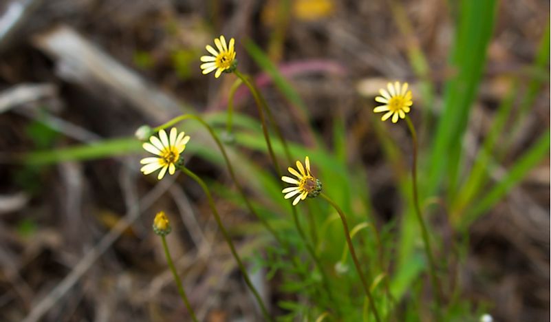 South African Plants – What Kind of Plants Live in South Africa?