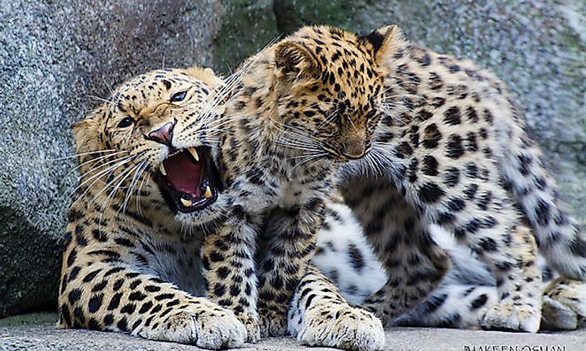 How Many Types Of Leopards Live In The World Today?