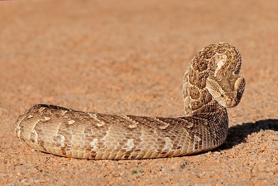 Snake Identification Chart South Africa