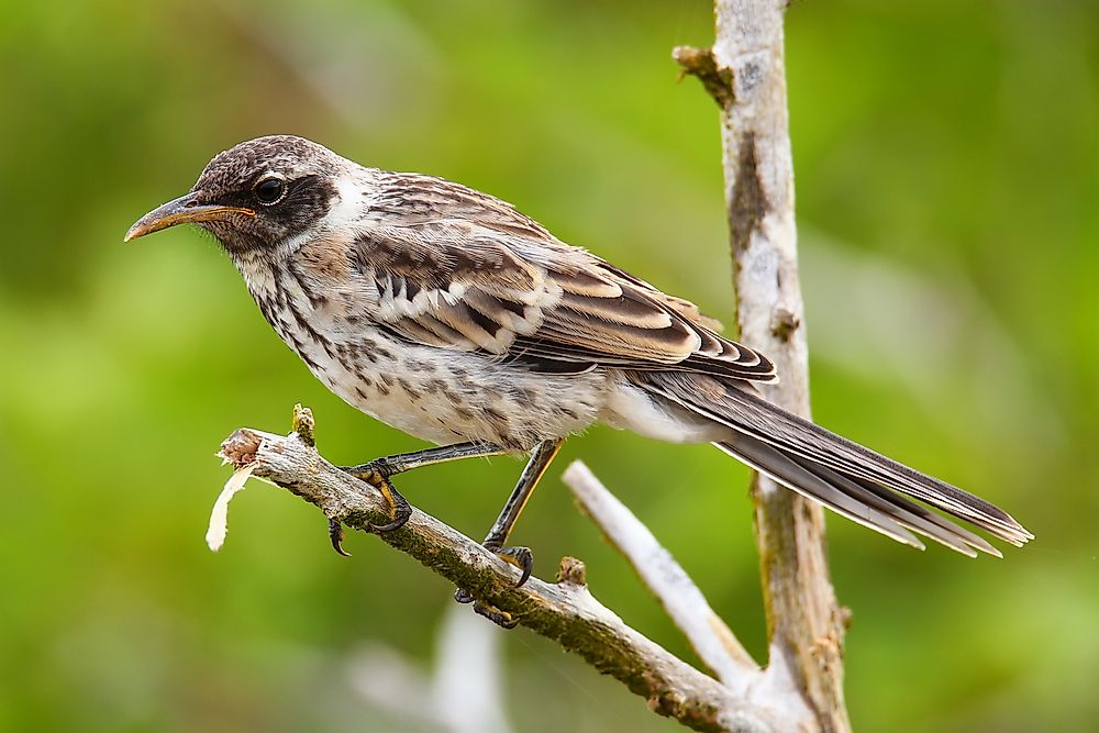 What Are Native, Indigenous and Endemic Species ...