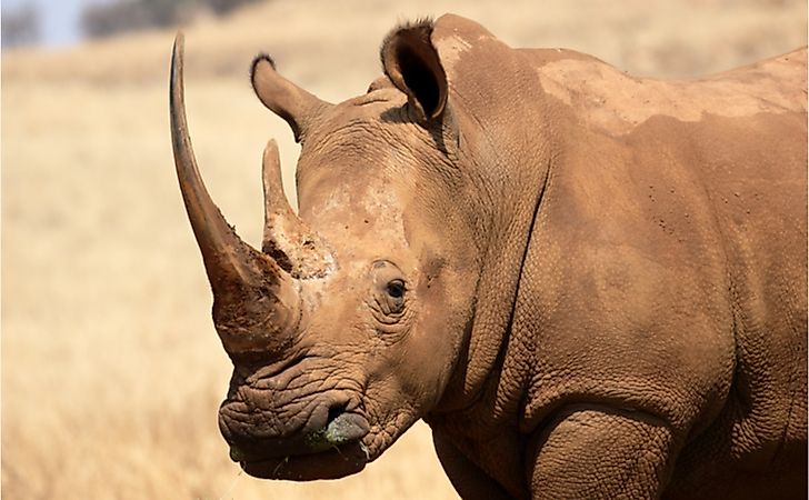 What Are The Differences Between Black Rhinos And White Rhinos?