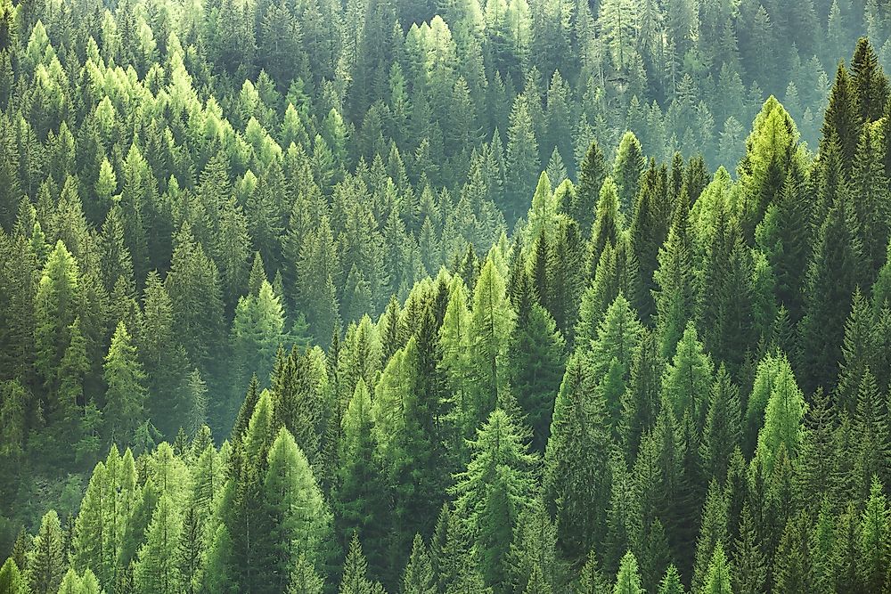 Did You Know That There Are More Trees On Earth Than Stars In The Milky Way?