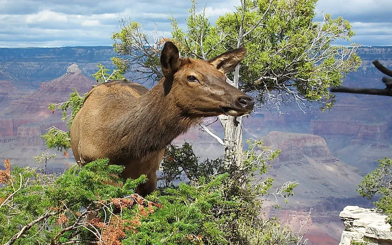 What Animals Live In The Grand Canyon?