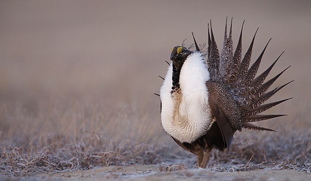 Greater Sage-Grouse Facts: Animals of North America