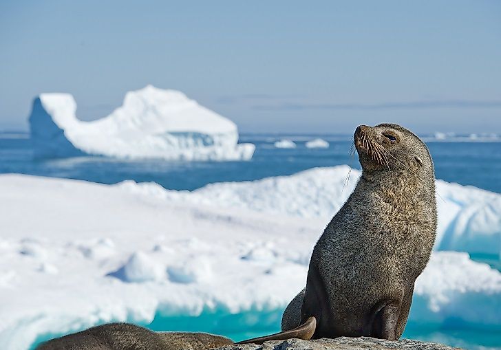 Native Mammals Of Antarctica