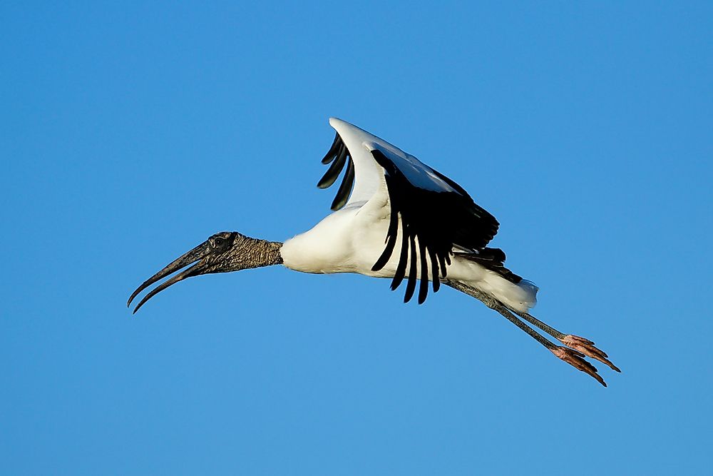 The Animals of the Florida Everglades