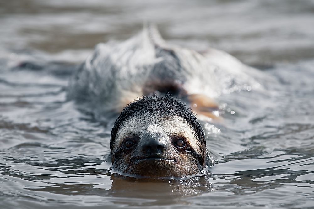 Examples of Semiaquatic Animals