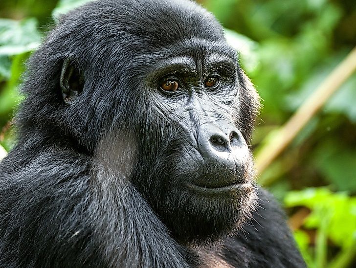 Endangered World Heritage Sites In The Democratic Republic Of The Congo