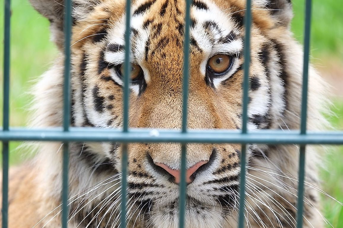 Europe's 'Second-class Tigers’ Suffer A Lifetime Of Merciless Exploitation