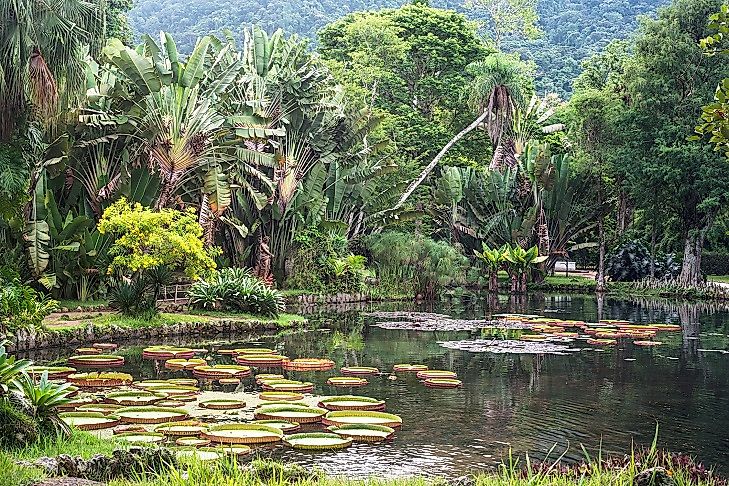 Habitats And Ecosystems Of Brazil