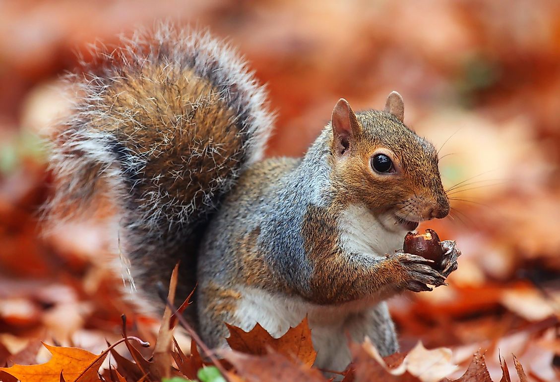 Where Do Squirrels Live?
