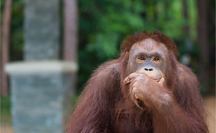 10 Interesting Facts About Orangutans
