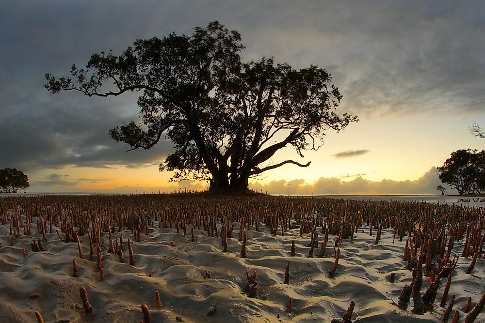 What Is A Mangrove Habitat?