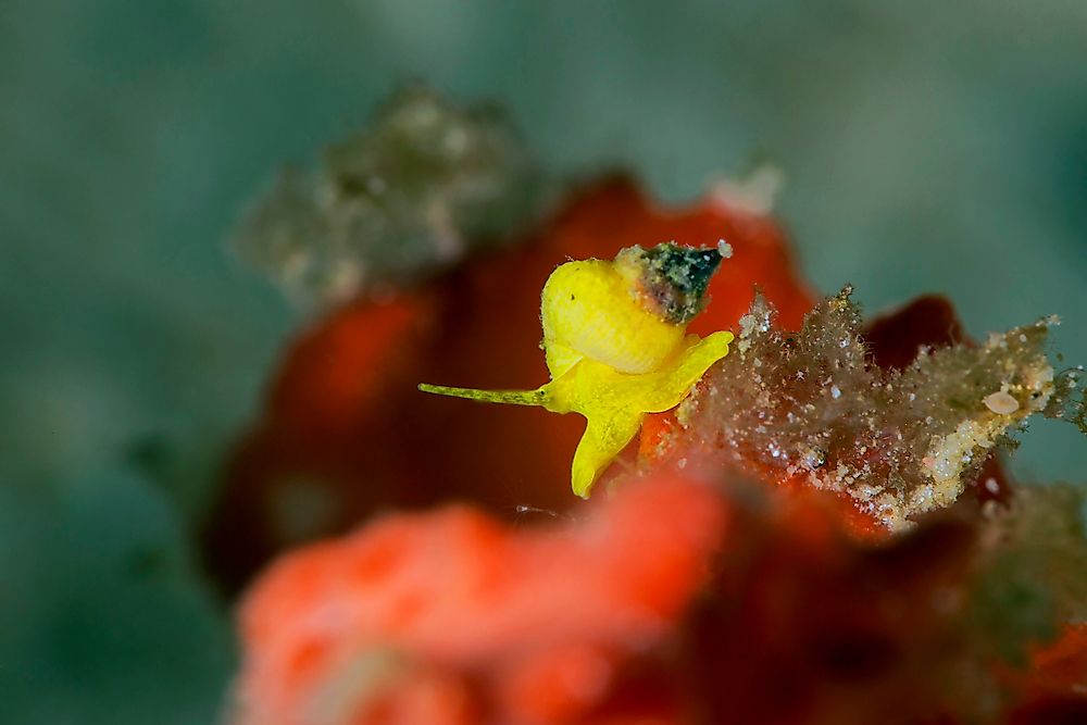 Sea Snail Facts - Animals of the Oceans