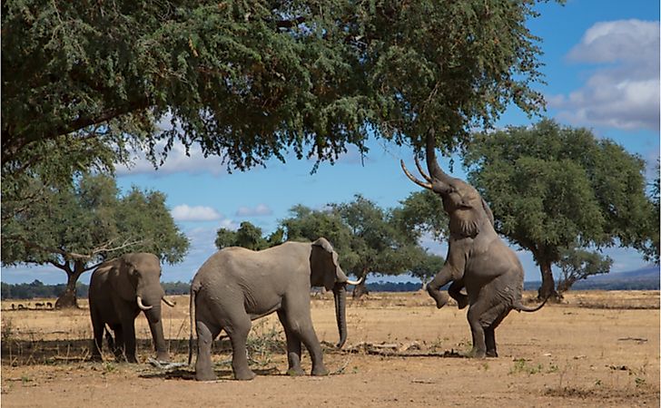 What Do Elephants Eat?