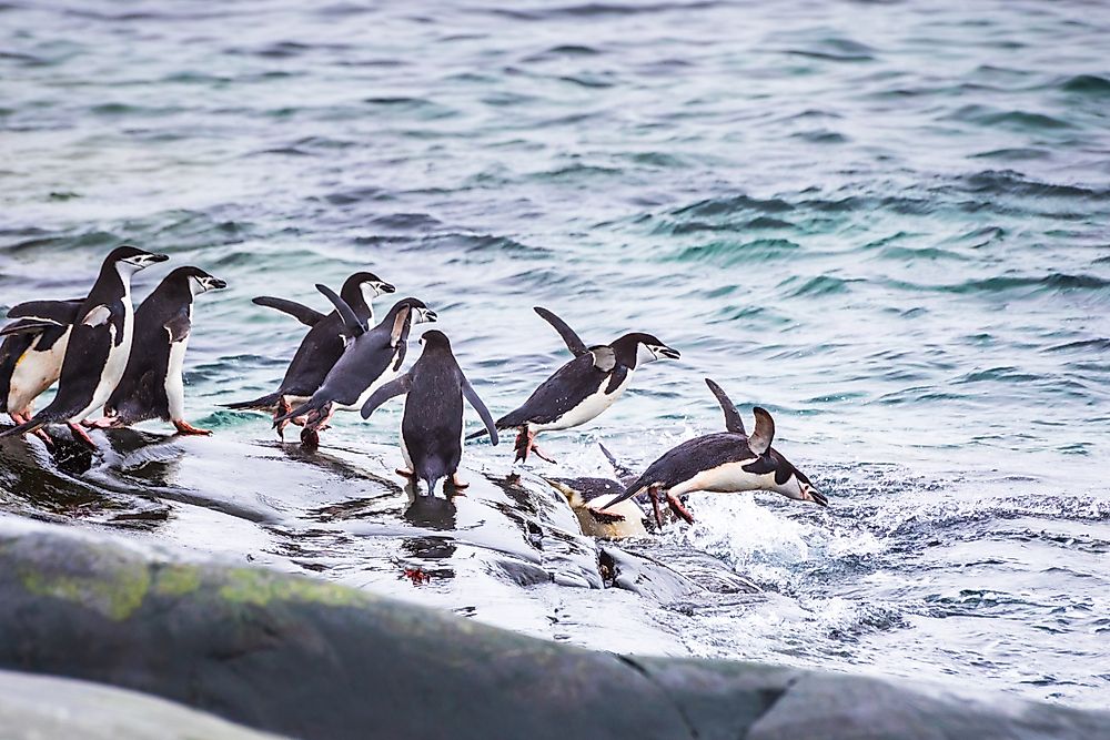 What Do Penguins Eat WorldAtlas