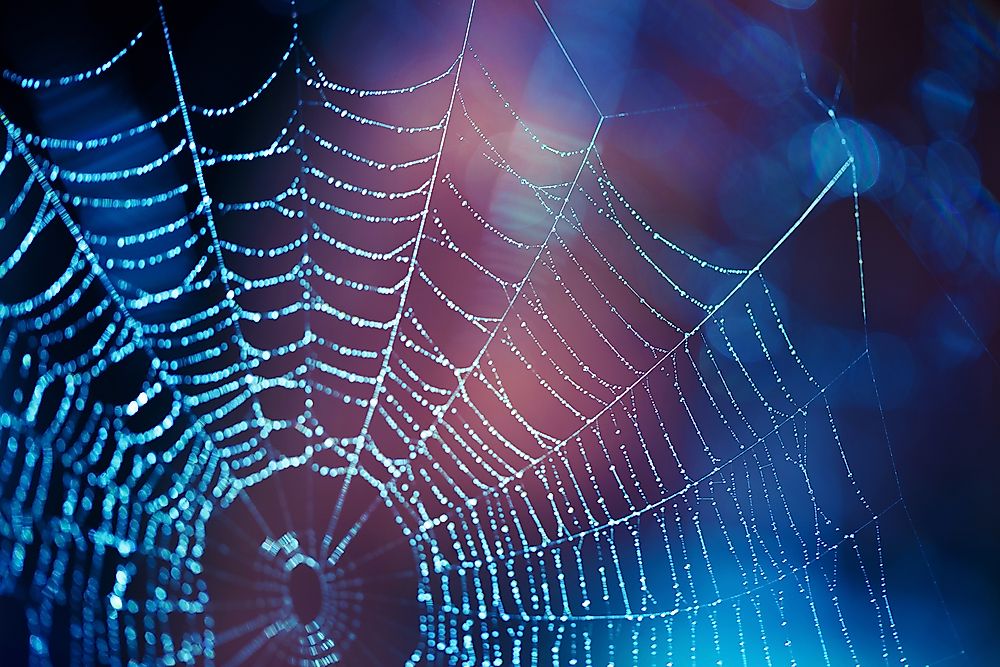 Are Spiders And Scorpions Insects?