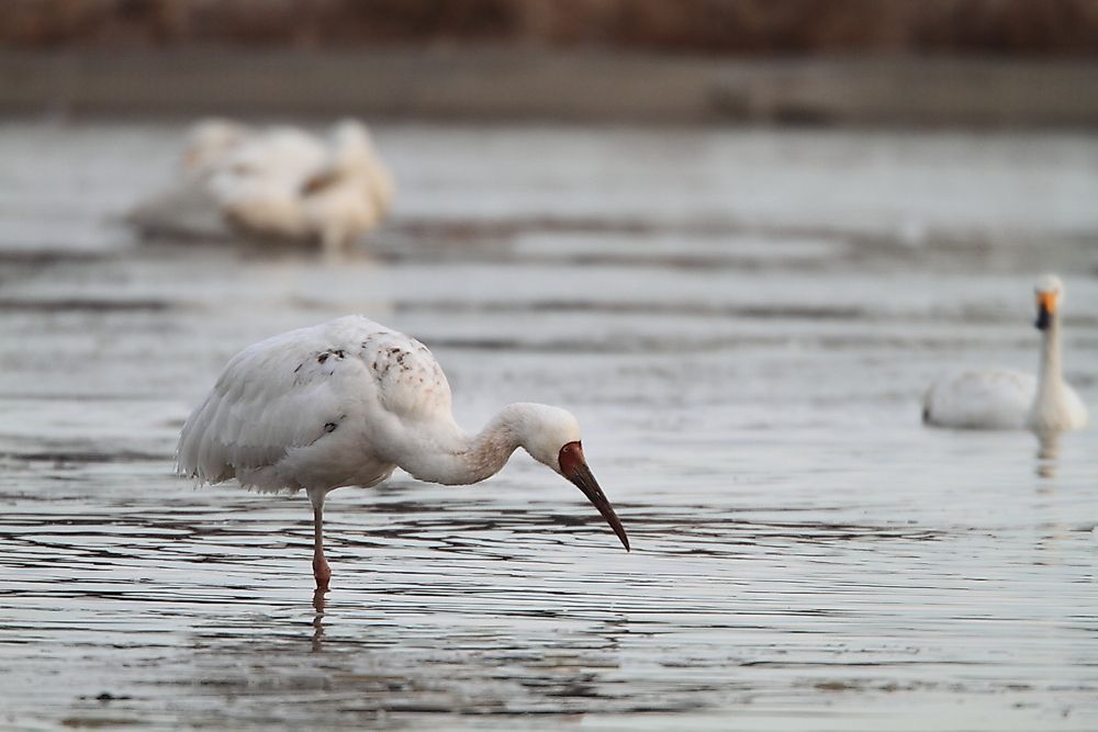 Population Of Siberian Cranes: Important Facts And Figures