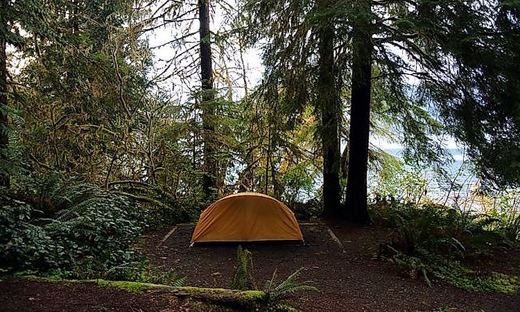 Quinault Rainforest