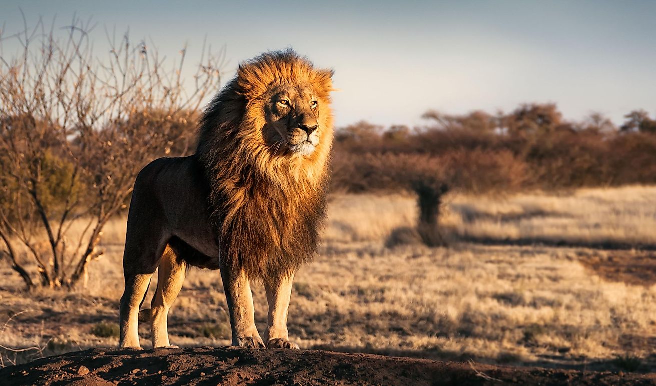 Christian The Lion and 5 Other Famous Animals