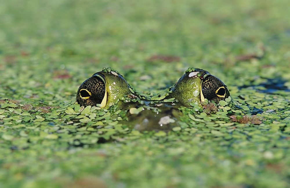 10 Animals That Don't Sleep