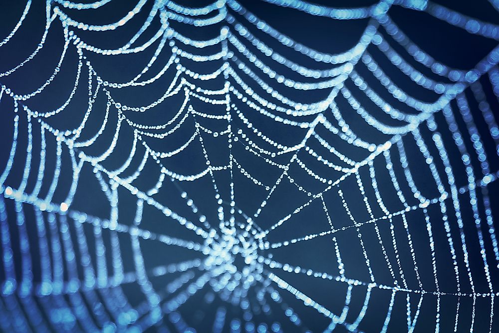The Deadliest Spiders in the World