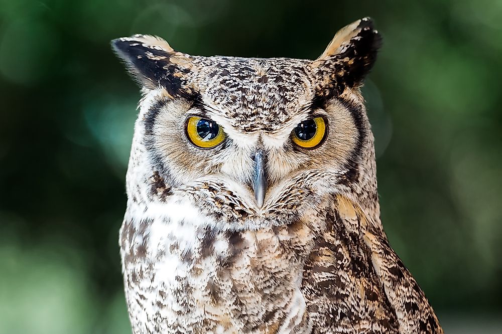 Great Horned Owl Facts: Animals of North America