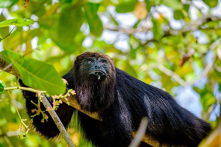 Threatened Mammals Of Guatemala