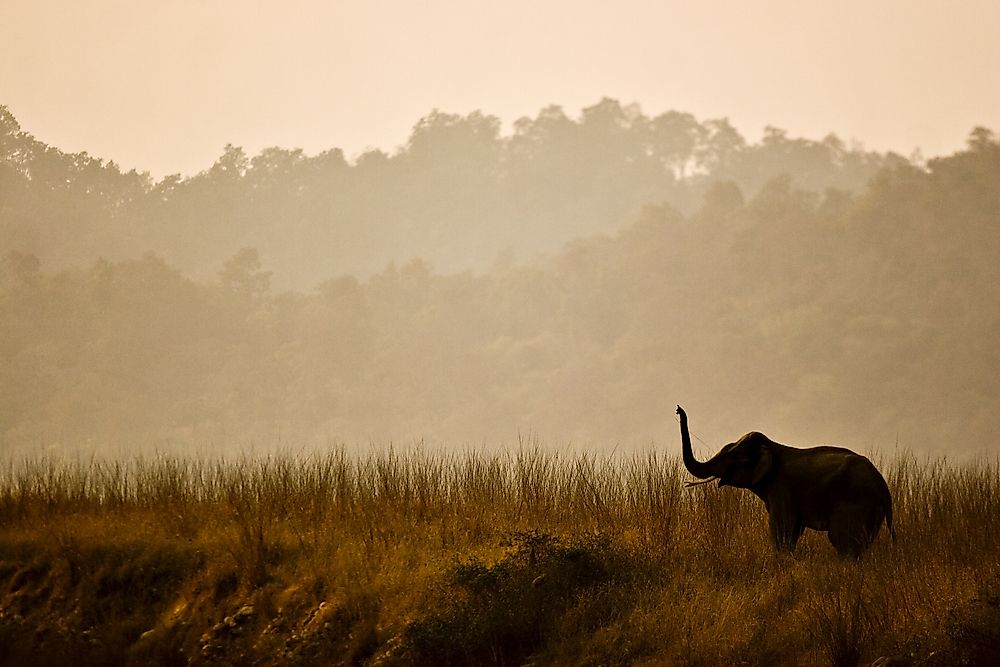 Animals Native to India