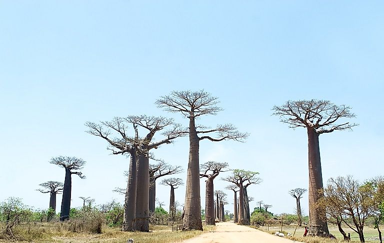 Avenue Of The Baobabs - Unique Places Of Madagascar