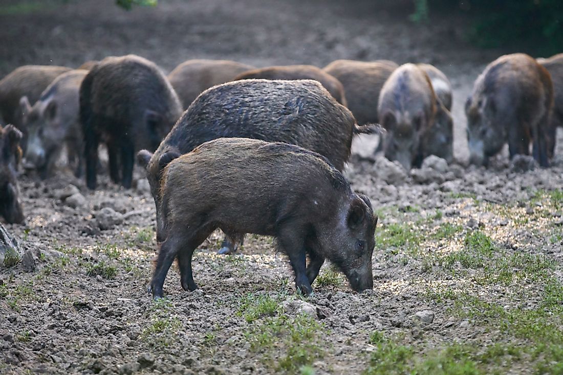 Feral Hogs Attack And Kill In Texas