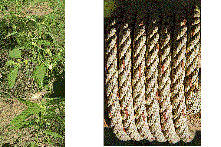 What Is Jute Used For, And Where Is It Grown?