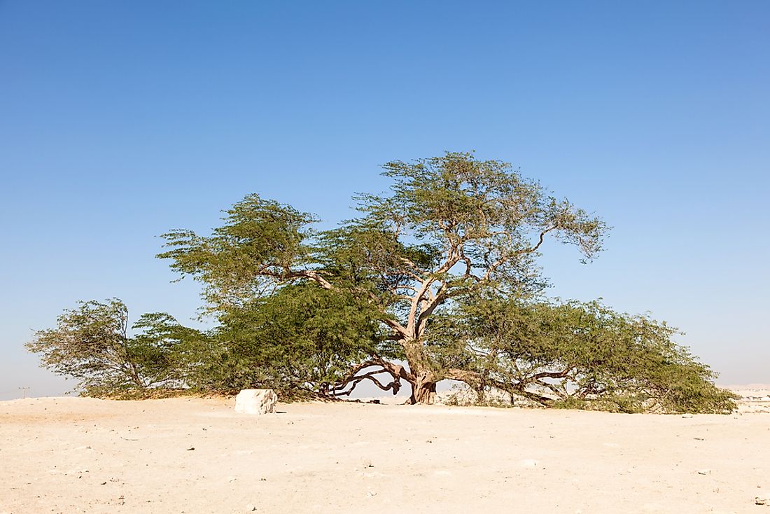 Tree Of Life Natural Wonders Of Bahrain Worldatlas Com