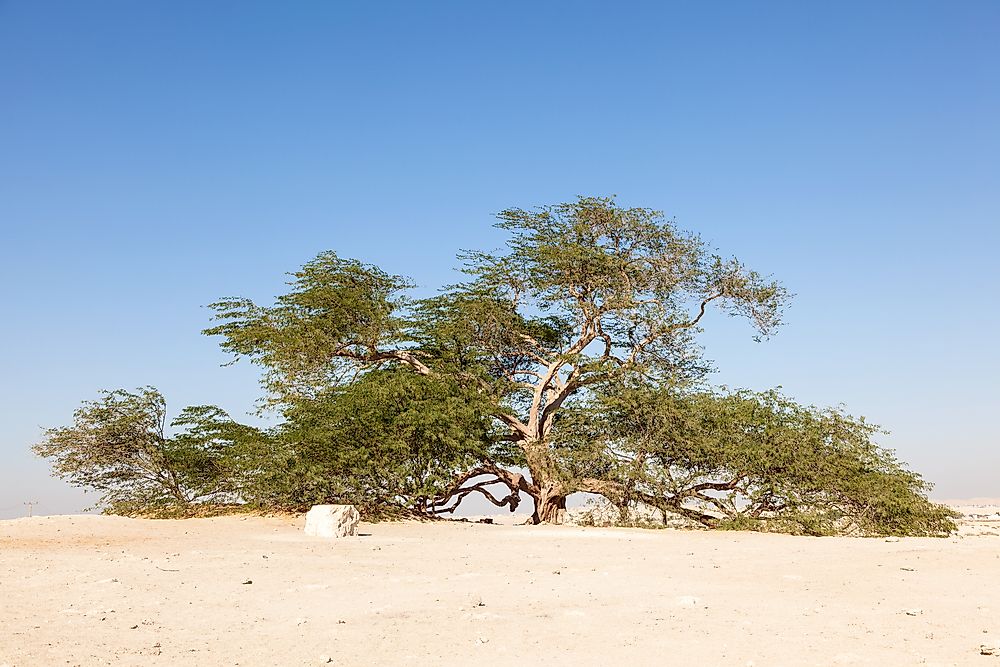 Tree Of Life Natural Wonders Of Bahrain Worldatlas Com