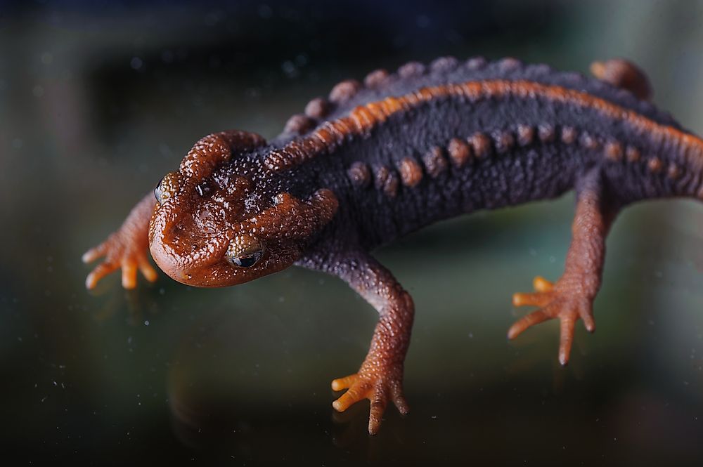 Native Amphibians Of Myanmar (Burma)
