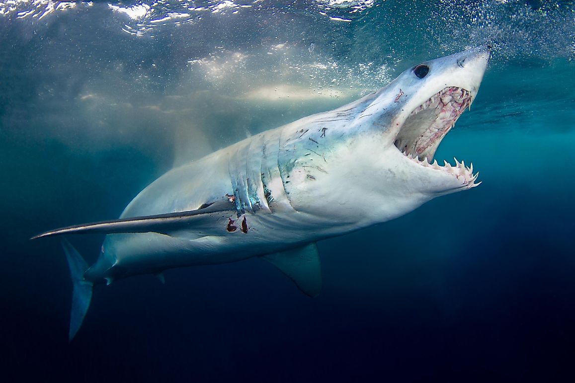 What Three Senses Do Sharks Have That Humans Don’t?