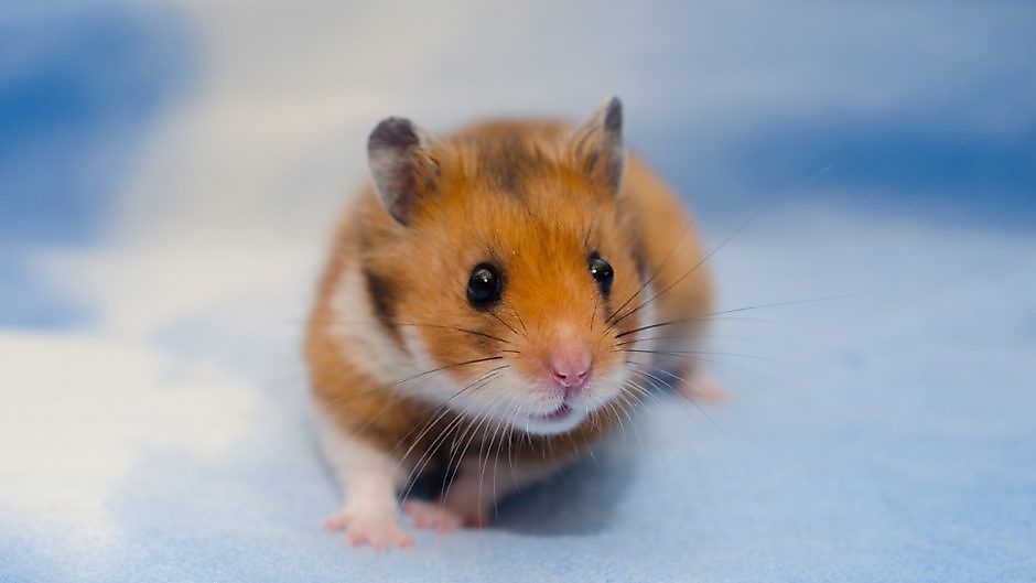 How Long Do Hamsters Live?