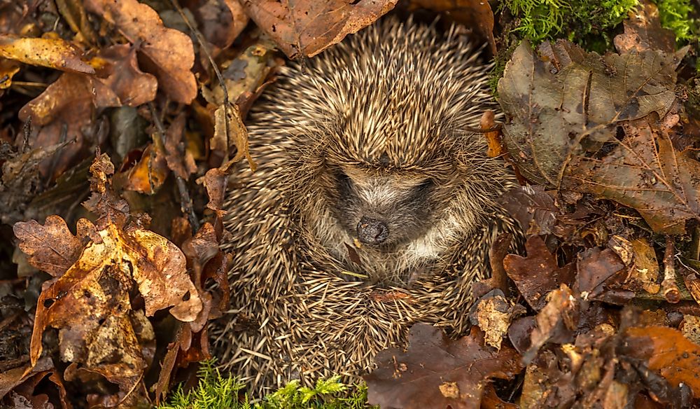 Do Hedgehogs Hibernate?
