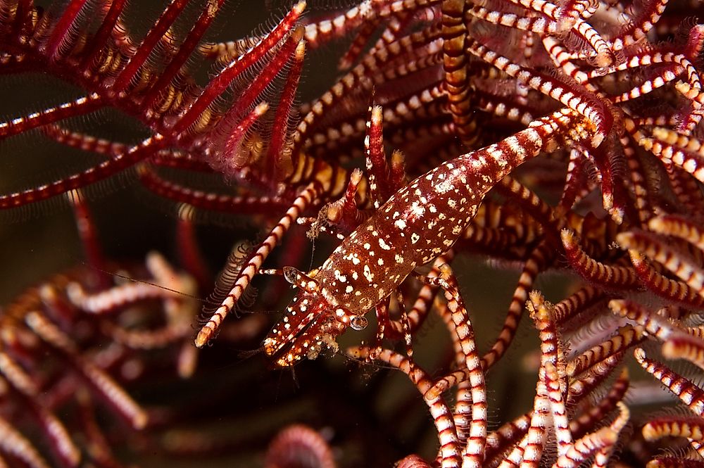What Is Commensalism?