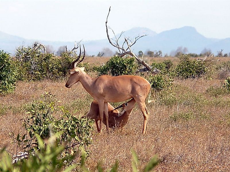 Threatened Mammals Of Kenya