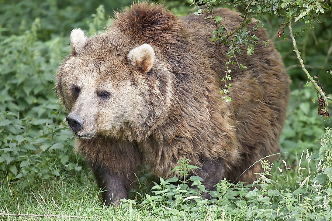 Eurasian Bear Facts: Animals of Europe