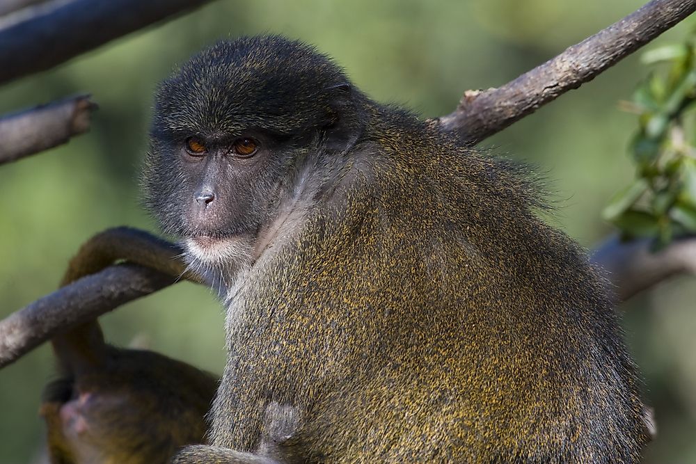Unique Species Of Africa: The Allen's Swamp Monkey