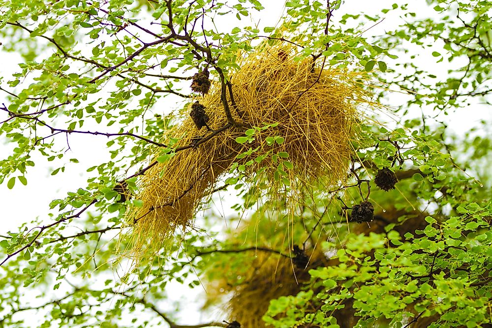 How Many Types Of Nests Are Built By Birds?
