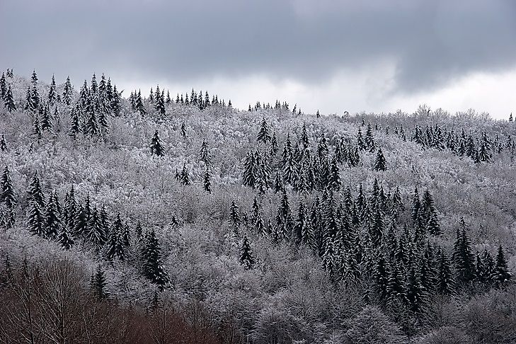 What And Where Are The Taiga Forests?