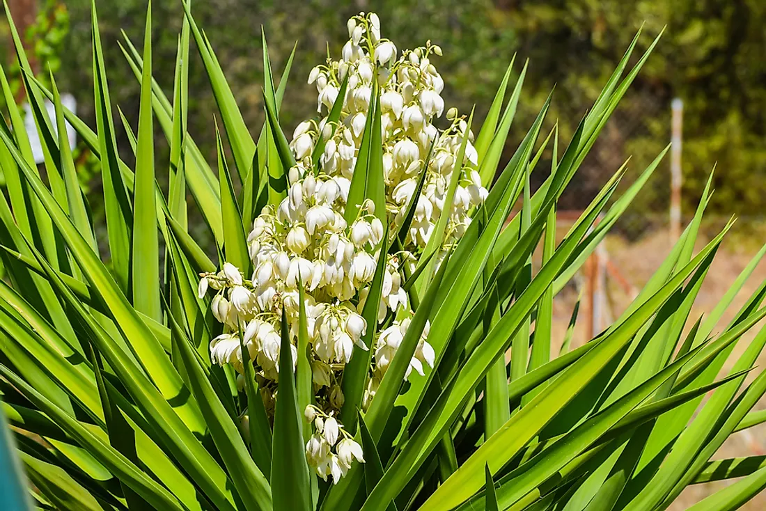 what-is-the-state-flower-of-new-mexico-worldatlas