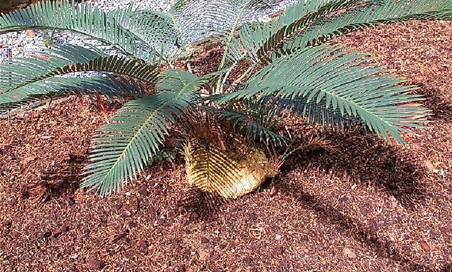 Threatened Native Plants Of Papua New Guinea