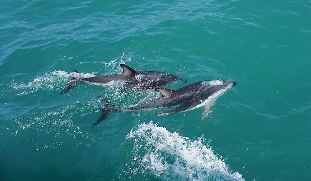 New Zealand Wildlife – Which Animals Are Found Only in New Zealand?