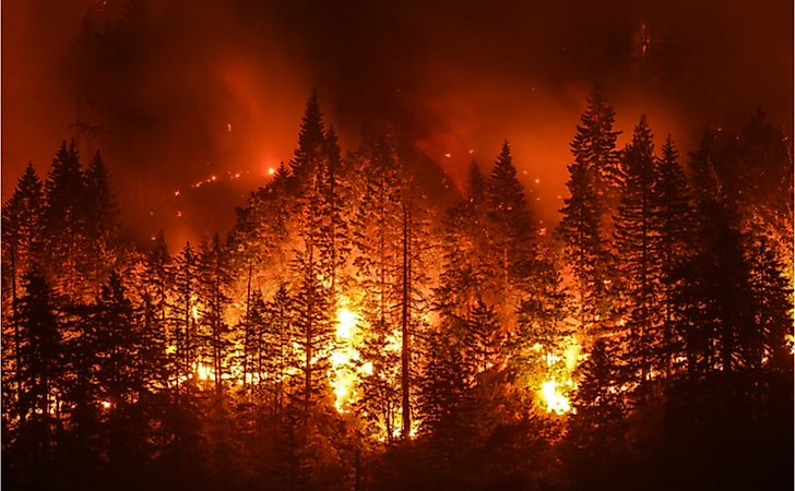 What Are The Adaptations Of Pyrophytes Or Fire-Resistant Plants?