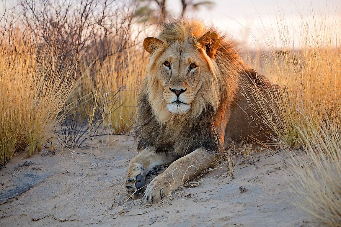 Where Do Lions Live?